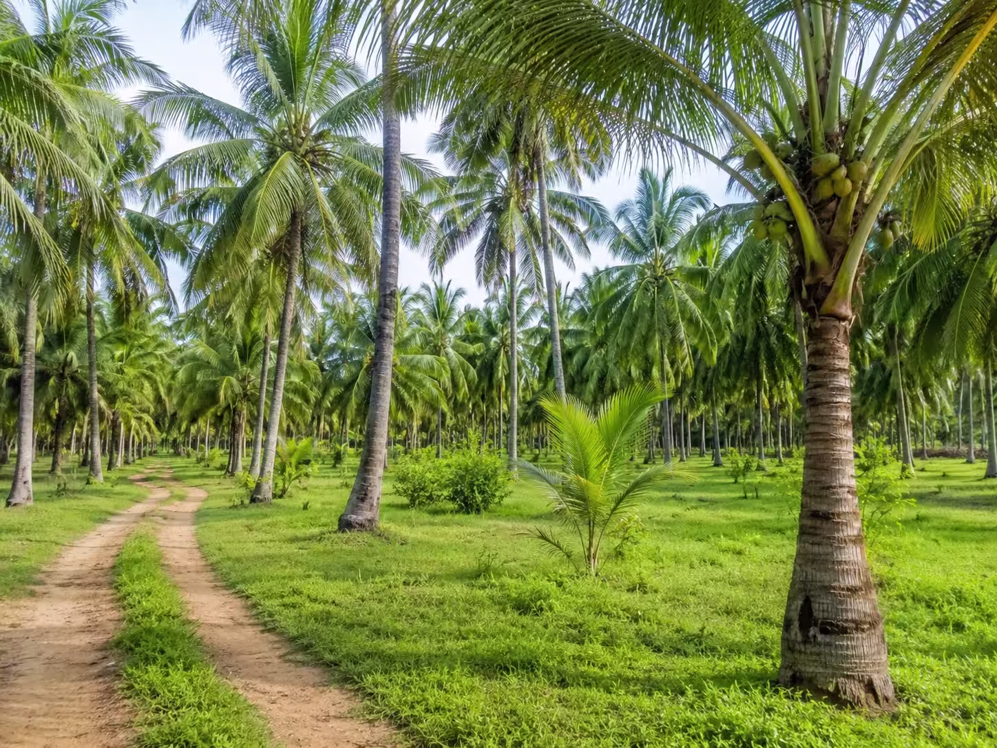 Coconut trees and green garden near Gadu Junagadh Gujarat