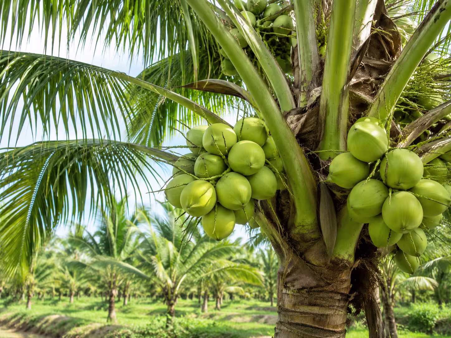 Tender coconuts growing in the garden