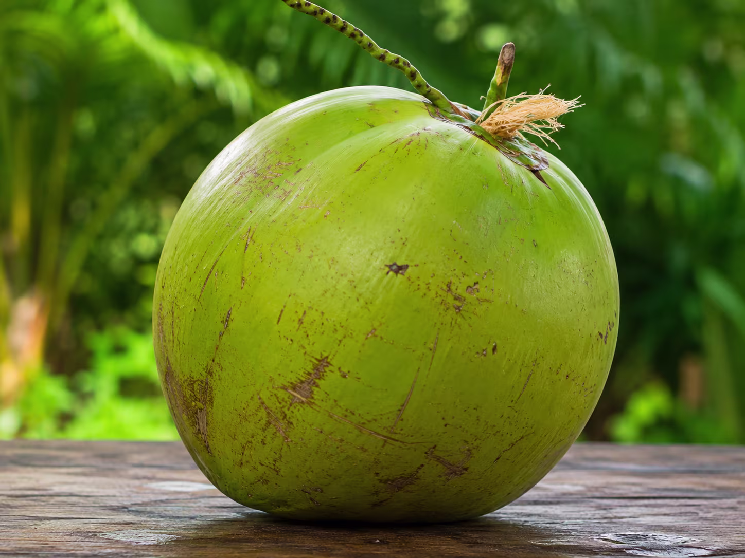 Big coconut size requirement for bulk supply