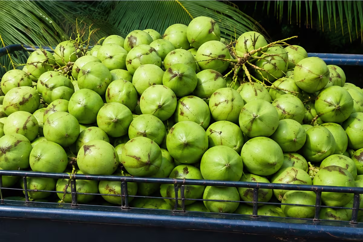 Bulk coconut order prepared according to type size and quantity